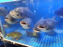 -姜君·千岛湖鱼头馆(浦东大道店)