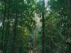 -南山植物园