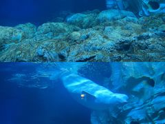 -珠海长隆海洋王国