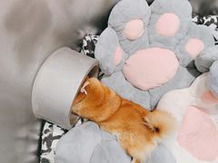 -柴务处·柴犬主题狗咖