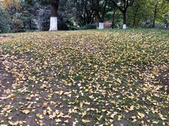 -花溪公园