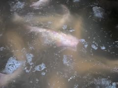 -白沙洲农产品大市场海鲜交易区