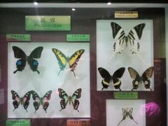 -上海昆虫博物馆