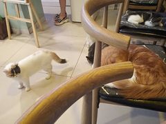 -平行世界·猫咖(首经贸店)