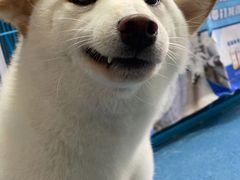 -创凡宠物医院·骨专科  猫科中心(西乡分院)