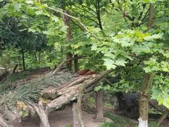 -都江堰中华大熊猫苑