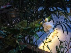 -巷子里 | 烤肉·火锅·酒场