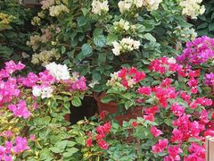 -桂林市花鸟市场