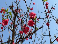 -南国桃园旅游度假区