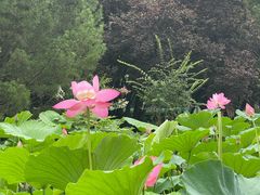 -莲花池公园