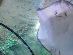 -海合安武汉极地海洋公园