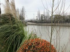 -上海长兴岛郊野公园