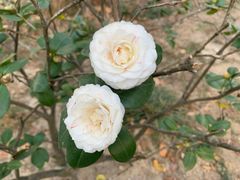 -华南国家植物园-售票处