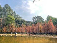 -番禺大夫山森林公园