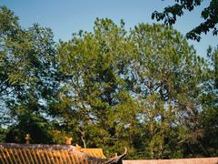 -铁山坪森林公园