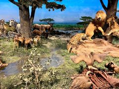 -国家自然博物馆