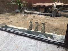 -清迈夜间动物园