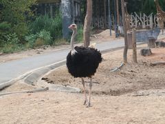 -清迈夜间动物园