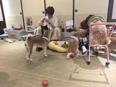 -逗柴咖啡屋·狗咖猫咖宠物桌游