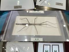 -上海昆虫博物馆