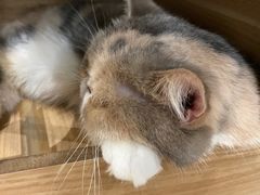 -酷豆宠物咖啡·宠物美食·撸猫馆