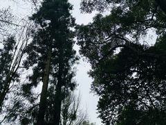 -灵隐飞来峰景区