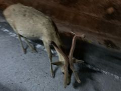 -清迈夜间动物园