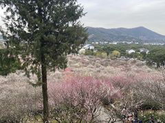 -香雪海