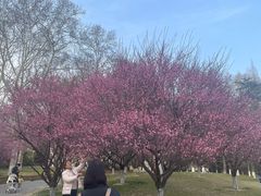 -习家池