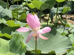 -荷塘月色湿地公园·向阳花洲