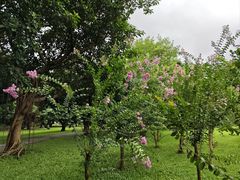 -荔枝公园(福田区)