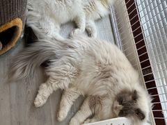 -创凡宠物医院·骨专科  猫科中心(西乡分院)