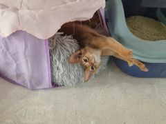 -糯米喵星人总部直营旗舰店·猫舍·幼猫出售