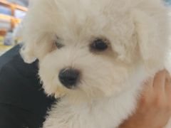 -翊宠yipet猫狗购宠庄园