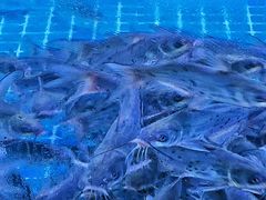 -石锅苗苗鱼(武汉首店)