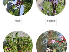 -深圳市中科院仙湖植物园