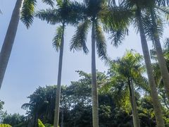 -中国科学院西双版纳热带植物园