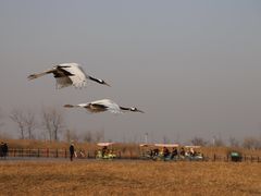 -盐城丹顶鹤湿地生态旅游区