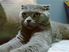 -喵的天空名猫咖啡馆·撸猫·猫舍·用品