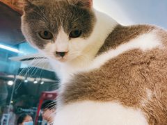 -more than meow吴止猫主题餐厅(承德 中船汇店)