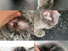 -糯米喵星人总部直营旗舰店·猫舍·幼猫出售