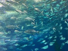 -上海海洋水族馆