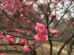 -杭州植物园