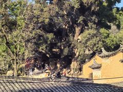 -杨家堂村