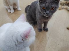 -1013 PET SHOP 宠物商店(近铁城市广场店)