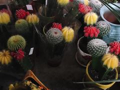 -桂林市花鸟市场