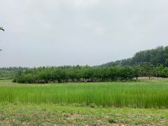-东郊湿地公园