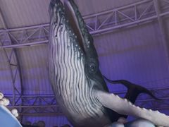 -烟台海昌鲸鲨海洋公园