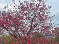 -天适樱花悠乐园