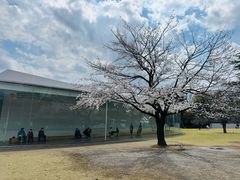 -金泽21世纪美术馆